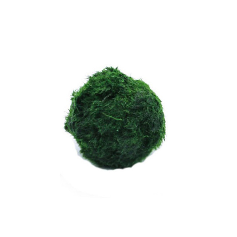 Marine Aquarium Live - Marimo Moss Balls Live Aquarium Plant
