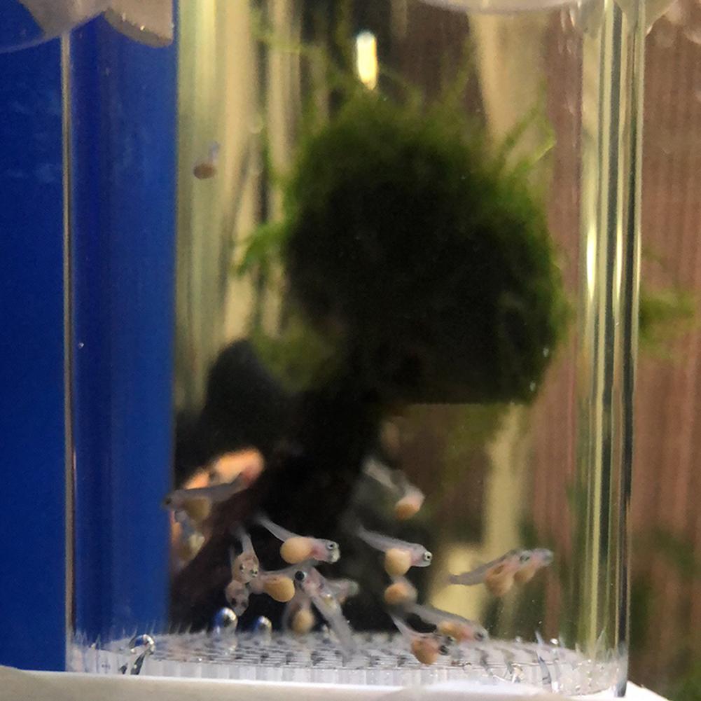 40mm Aquarium Cichlids Hatcher - Marine Aquarium Kit review and price