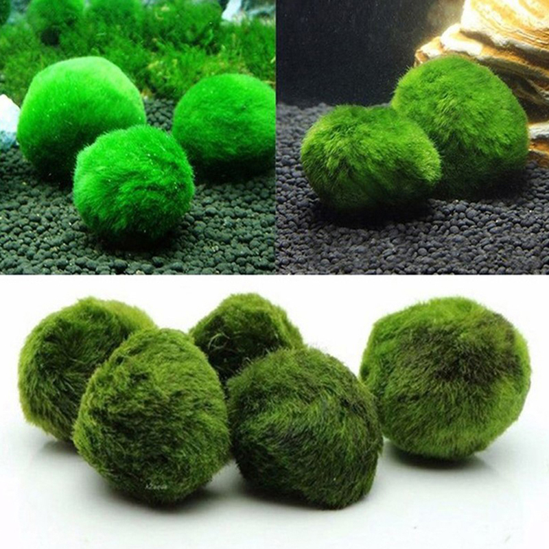 Marimo Moss Balls Live Aquariu - Marine Aquarium Live review and price
