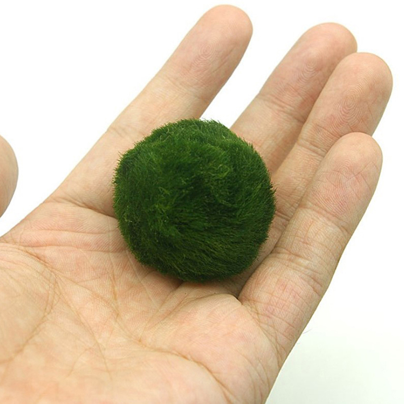 Marimo Moss Balls Live Aquariu - Marine Aquarium Live review and price