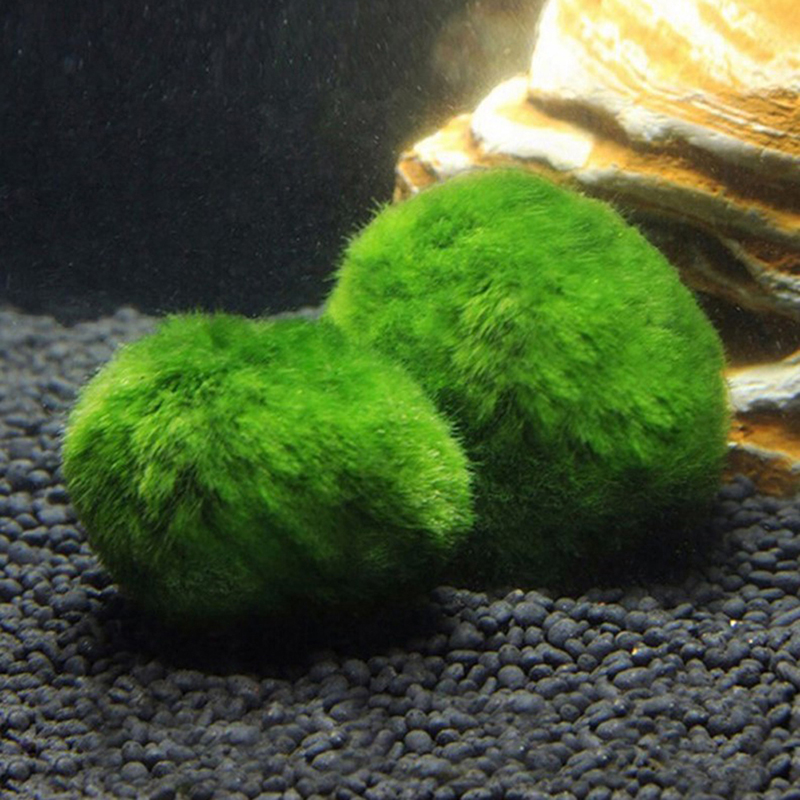 Marimo Moss Balls Live Aquariu - Marine Aquarium Live review and price