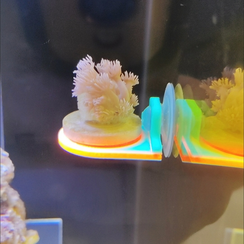 Color Random Coral Frag Holder - Marine Aquarium Live review and price